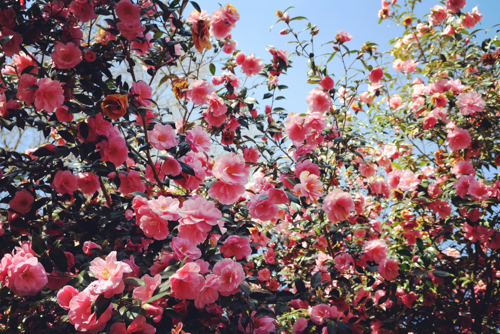 Pink flowering camellia shrub growing outdoors with a blue sky behind it