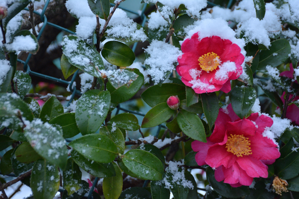 camellia with two pink flowers with yellow centres coated in snow