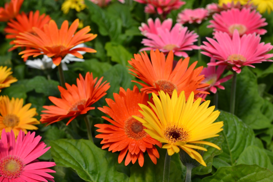 orange, yellow, pink and white Gerberas growing together outside