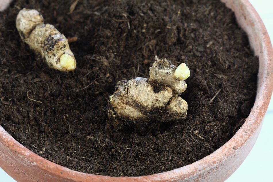 sprouted ginger roots on the surface of soil in a pot