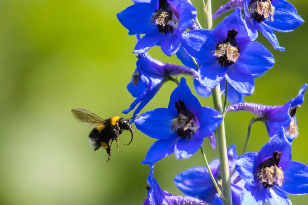 close-up of a blue delphinium plant with a bee hovering next to it