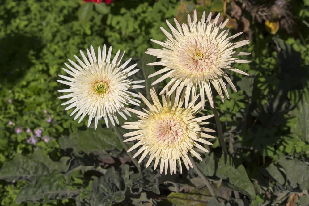 three double form Gerbera daisies in cream and pink