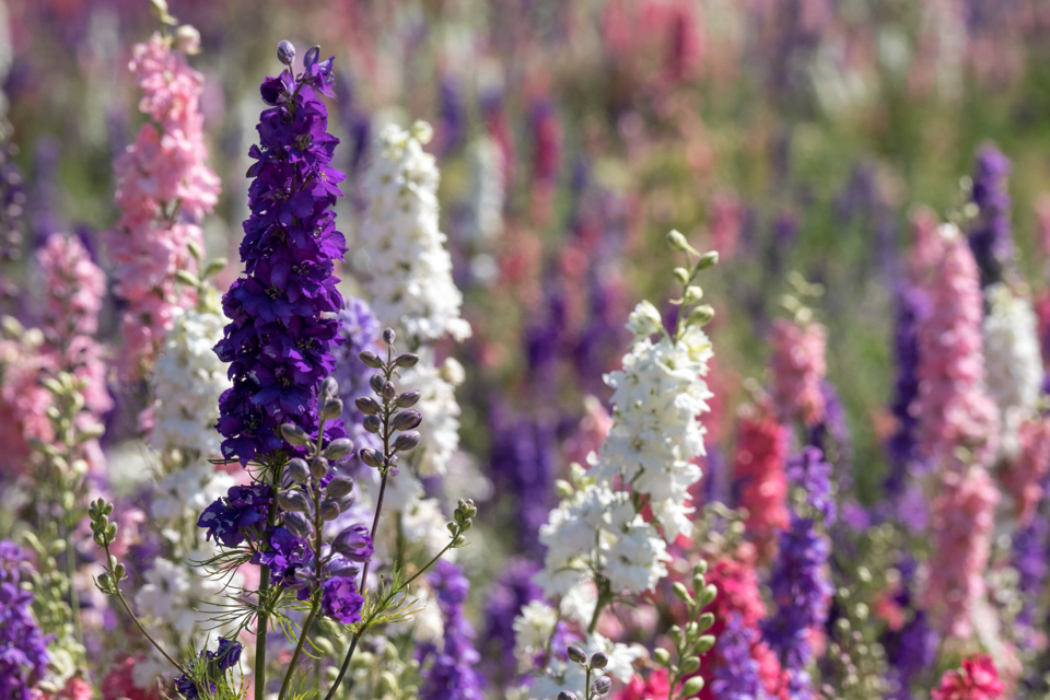 a field of purple, pink and white flowering delphiniums growing outdoors