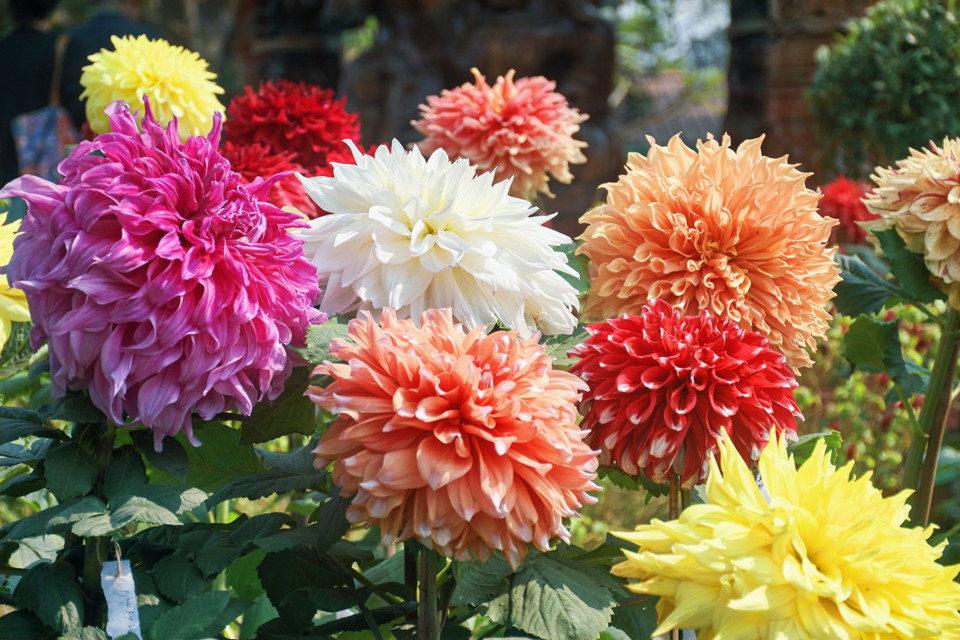 red, white, pink, orange and yellow dahlias growing outside next to each other
