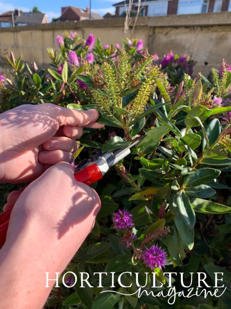 How (And When) To Prune Hebe (4 Steps) Horticulture