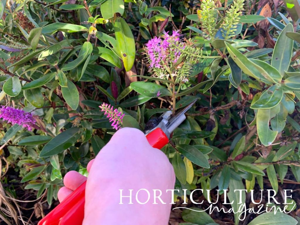 red secateurs being used to take cuttings from a Hebe plant