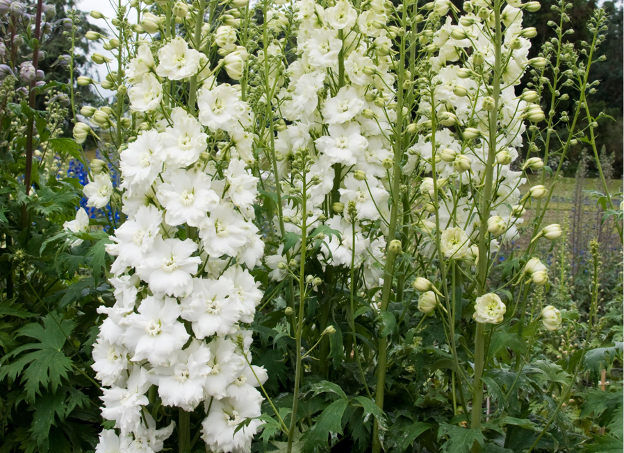 delphinium 'Jill Curley' growing in a flower bed outside