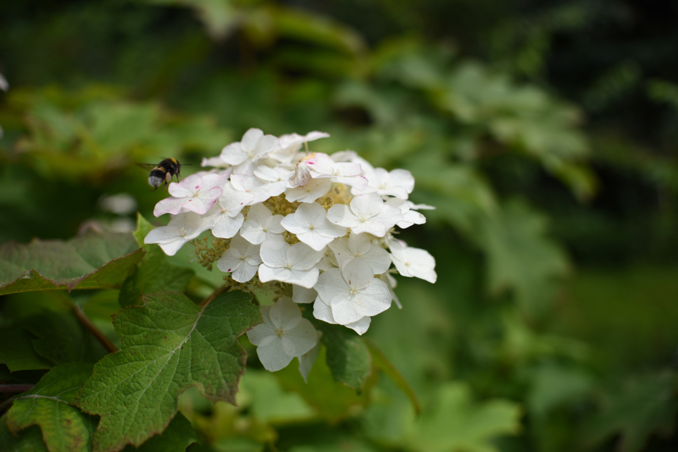 white flowers of a hydrangea quercifolia with a bee resting on top of one of the petals
