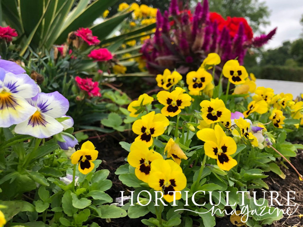 yellow flowering pansies with black centres growing in a flower bed outside with lots of colourful plants also growing in the background
