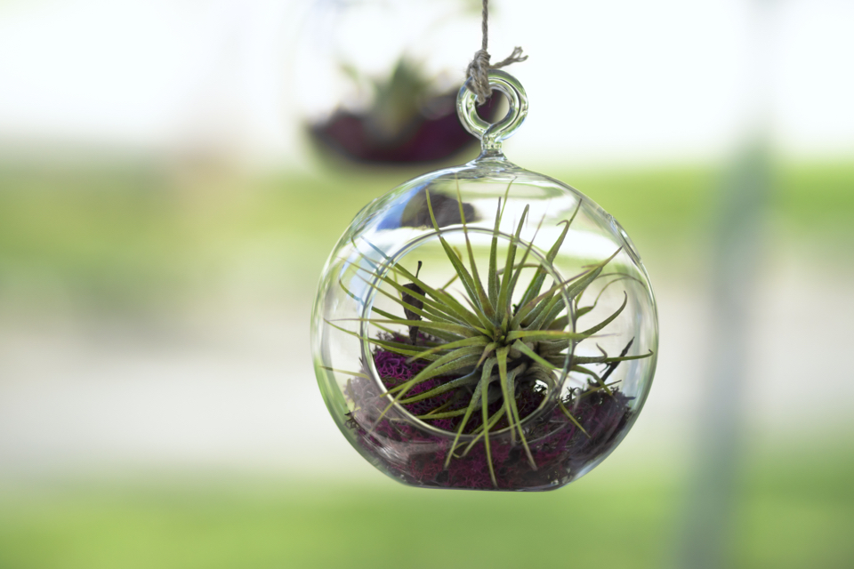 air plant with long thin leaves growing inside a round glass container, suspended in the air outside