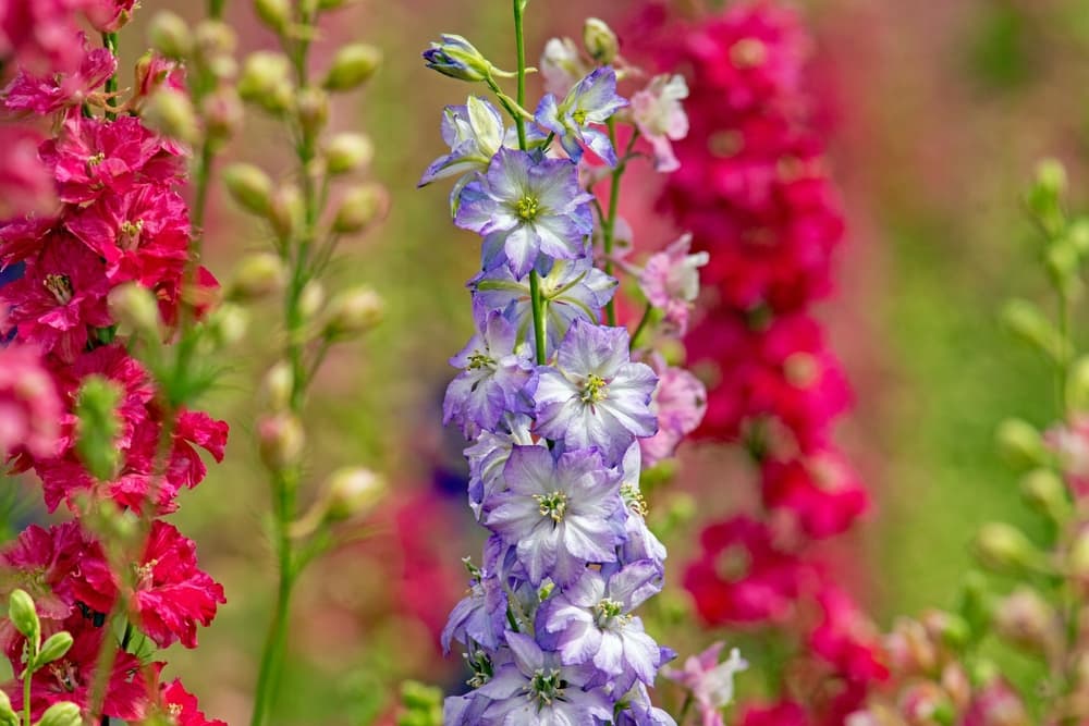 pink and lilac larkspur flowers with buds shown in the background