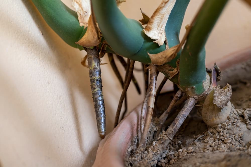 aerial roots of a potted monstera deliciosa in dry soil
