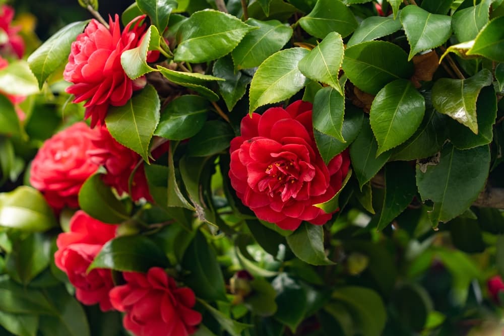 open red flowers of Camellia japonica
