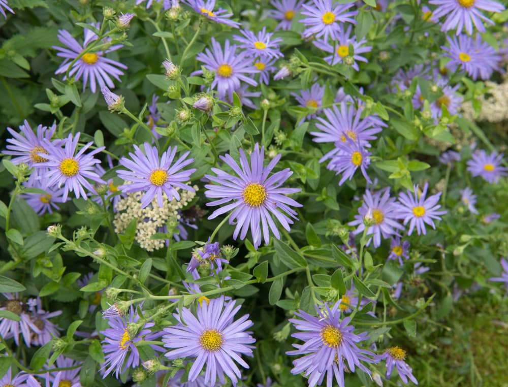 Aster x frikartii 'Monch' with long purple-coloured petals