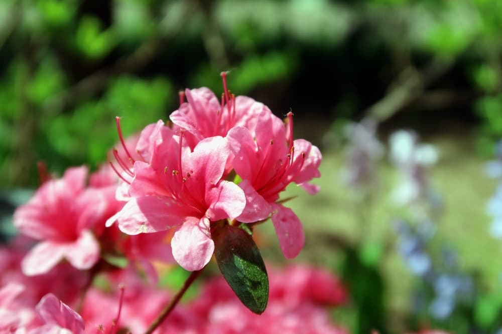 pink flowers of Rhododendron molle (Blume)