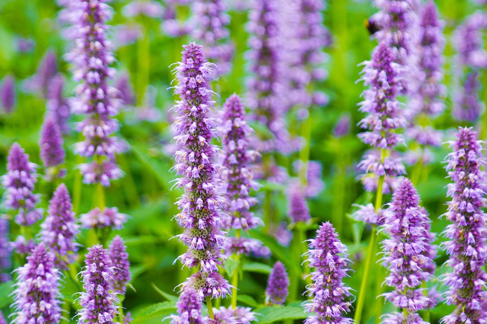 purple flowering anise hyssop growing outside in a field