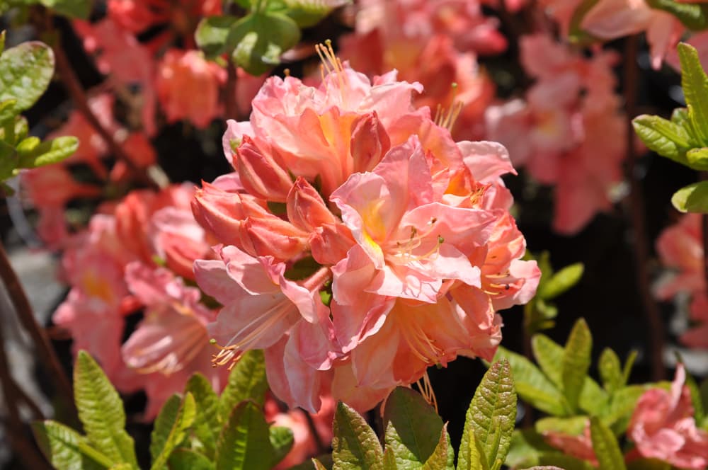 peach and yellow coloured flowers of R. ‘Cecile’