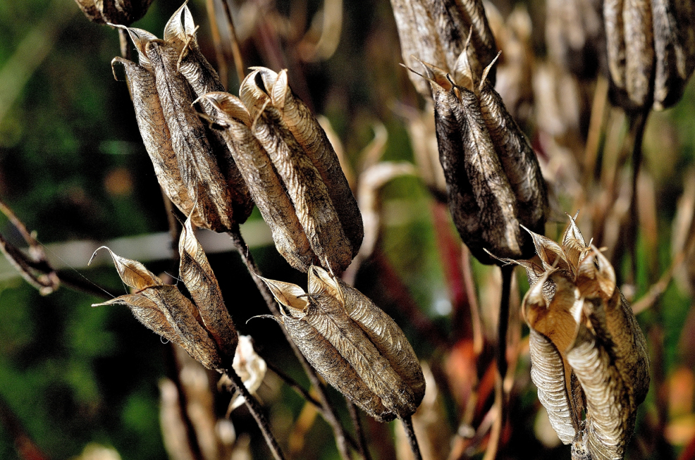 seed heads of an aquilegia plant ready to be removed