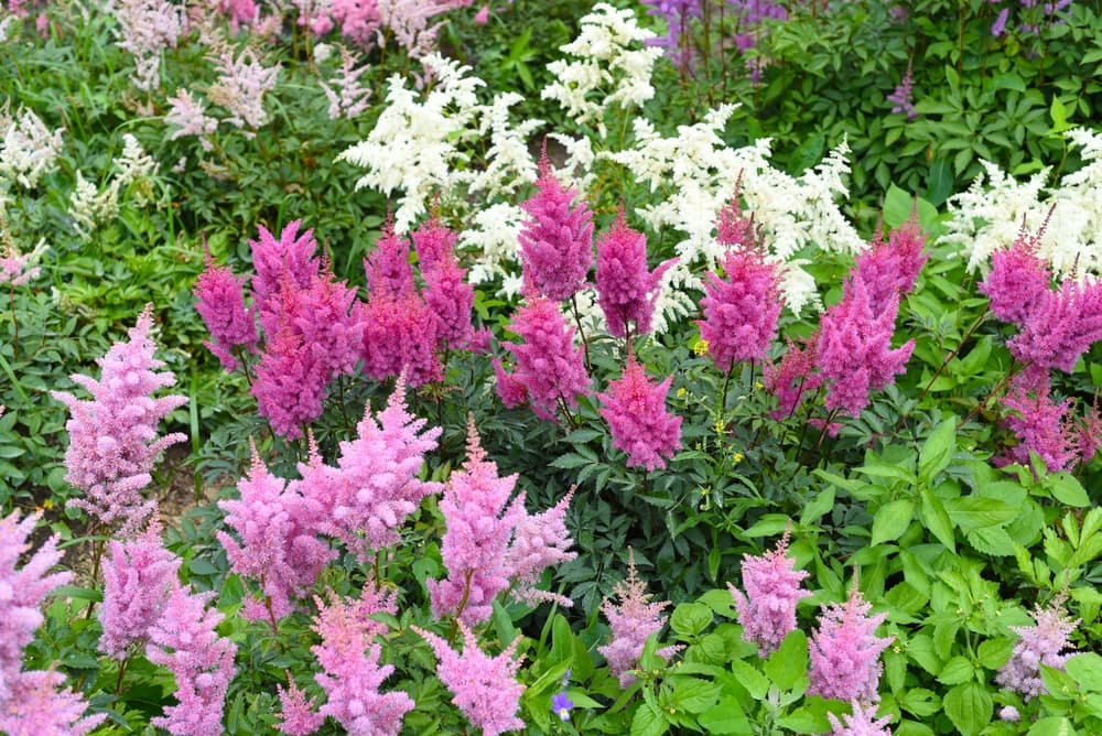 astilbe varieties Montgomery, Kvele and Mont Blanc with pink and white flowers growing in a herbaceous border