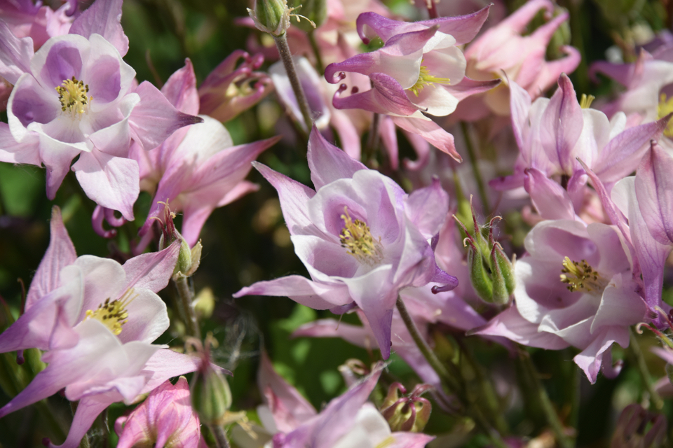 pink aquilegias with yellow stamen growing side by side