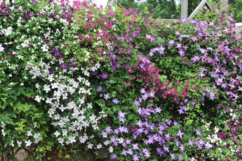 pink purple and white clematis plants growing next to each other against a trellis