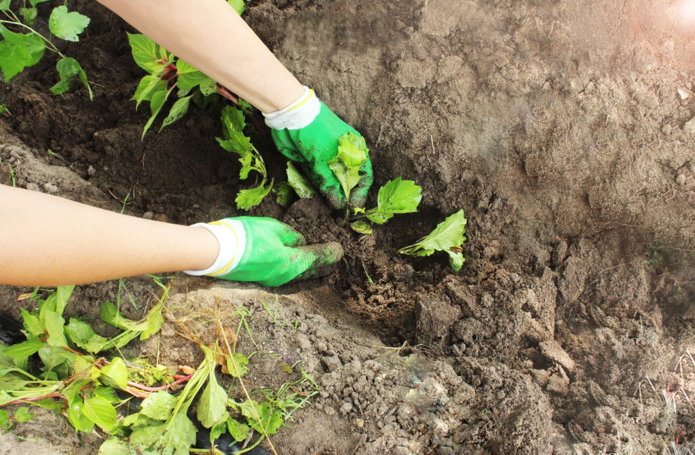someone planting out aster seedlings into a large garden trench