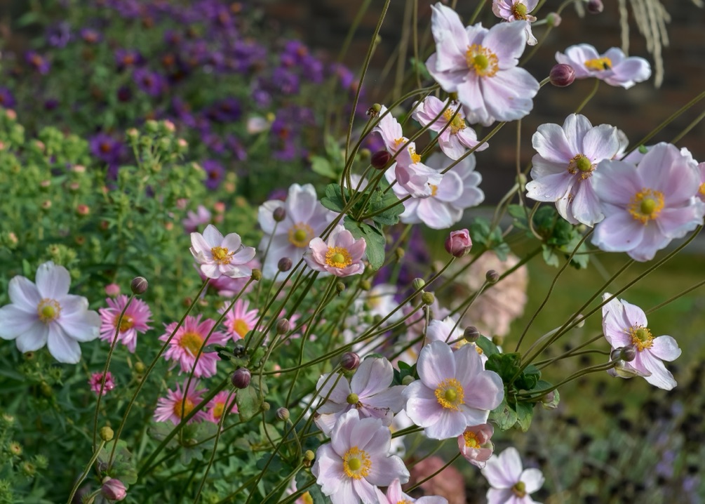white and pink flowers with long stems growing outside with purple flowers in the background