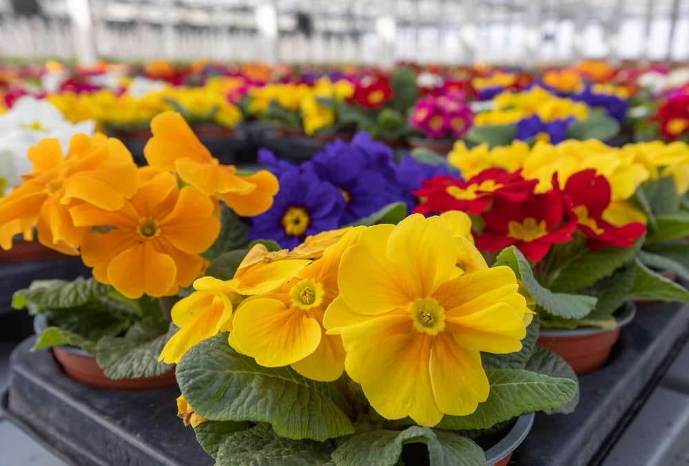 many different coloured potted primrose flowers growing in a commercial greenhouse