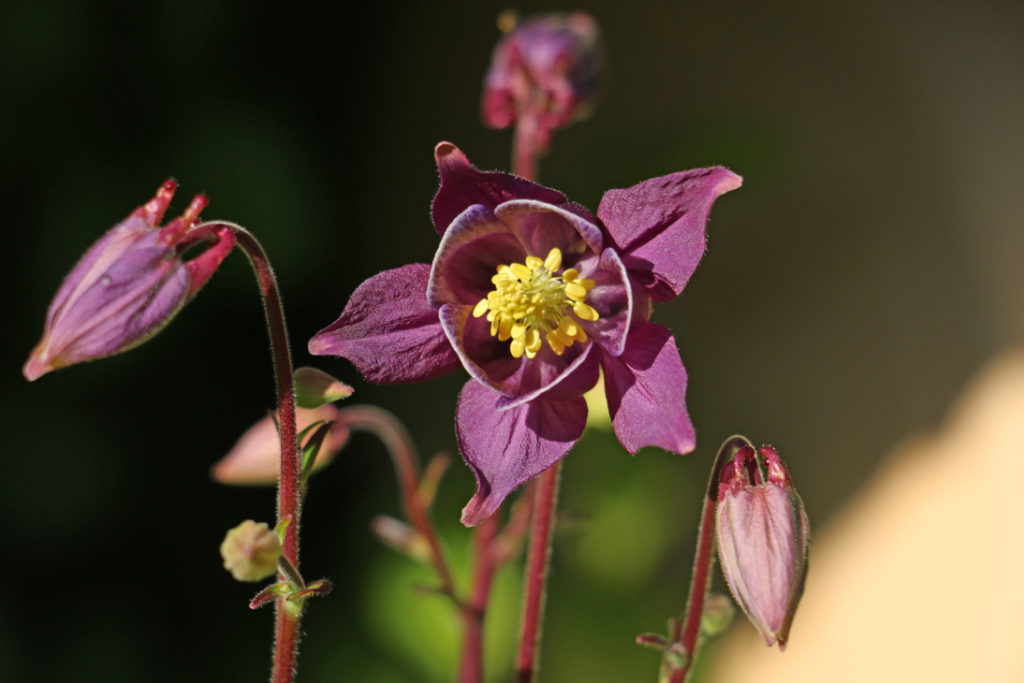 A. atrata with dark purple flowers growing against a blurred green background