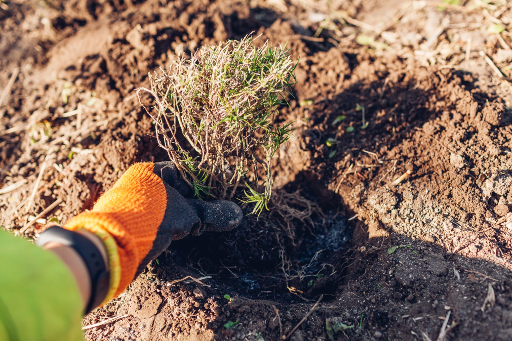gardener planting a young phlox plant in a hole in some soil on the ground