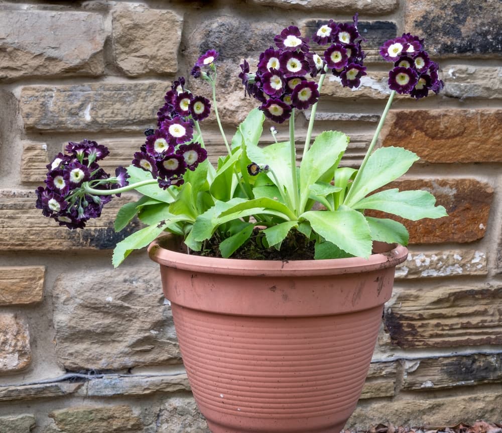 purple primula auricula growing in a large pot with a stone wall in the background