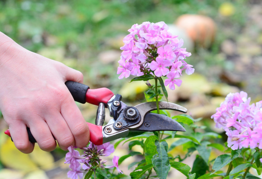 deadheading a flowering pink phlox with a pair of red secateurs