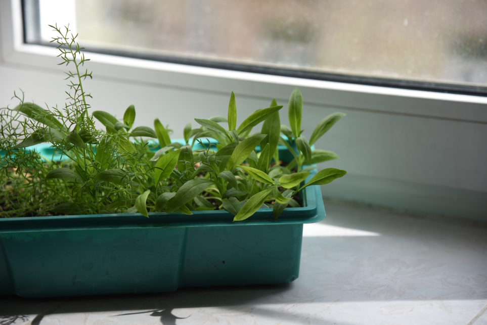 seedlings of a phlox plant growing in a tub on a windowsill inside