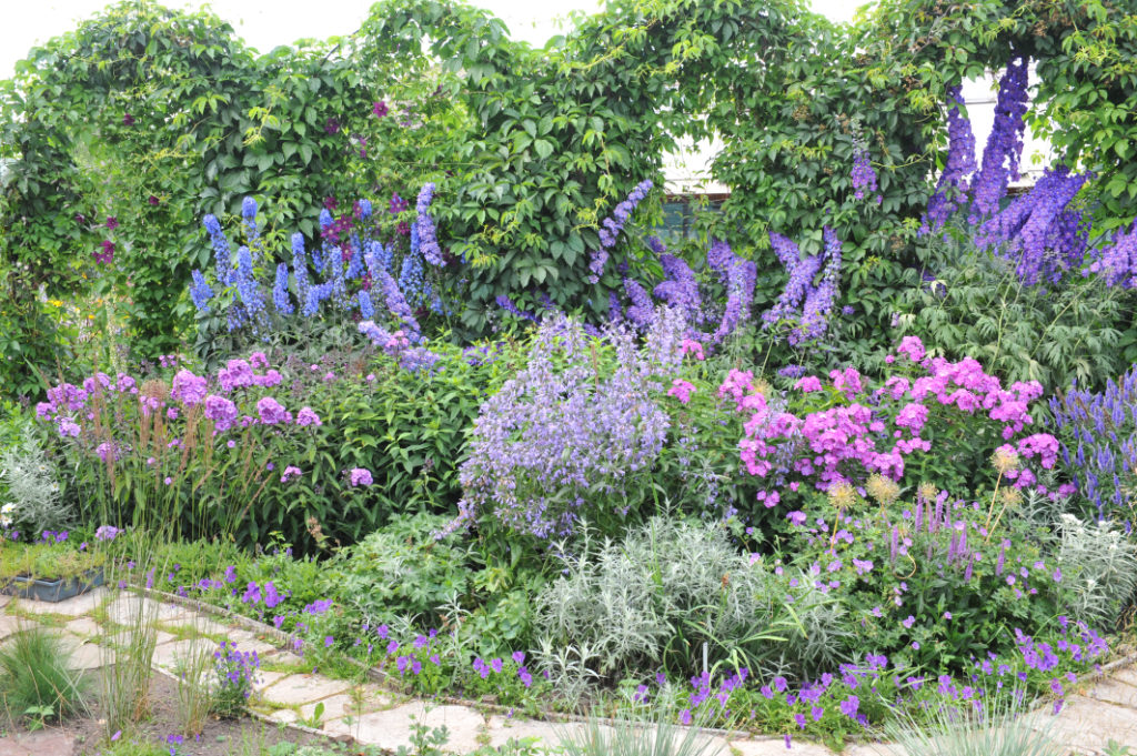 pink, purple and blue phlox plants growing in a garden bed outside in front of some green shrubs