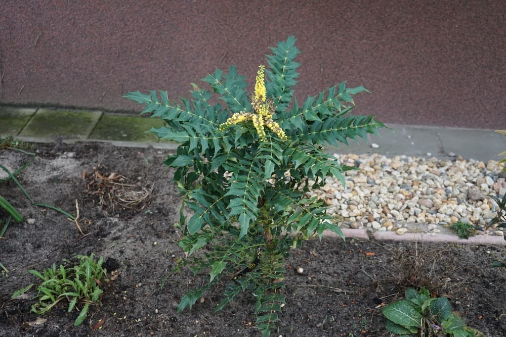 newly planted Mahonia japonica in a garden border