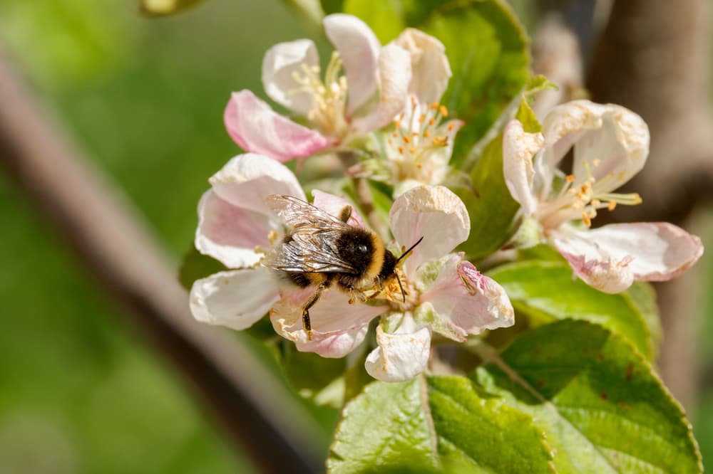 bumbelbee sat on an almond blossom
