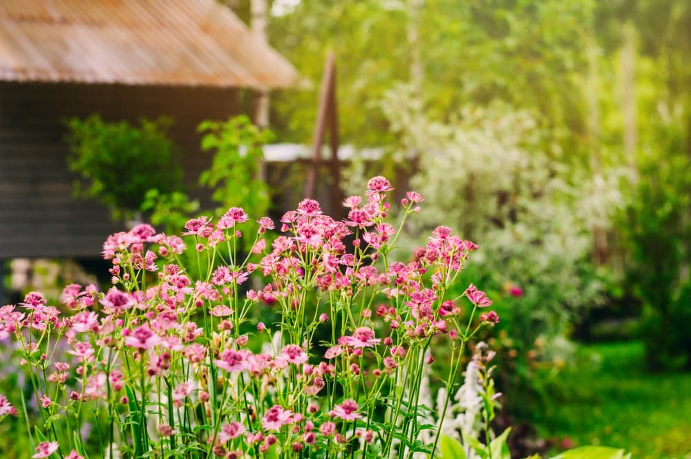 pink flowering astrantia in the foreground with a cottage garden in the background