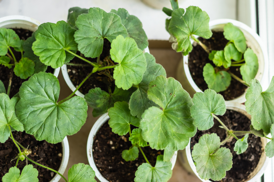 six potted geranium seedlings growing inside 