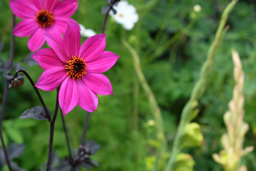 close-up of a dahlia 'magenta star' with pink petals and a dark centre and stem