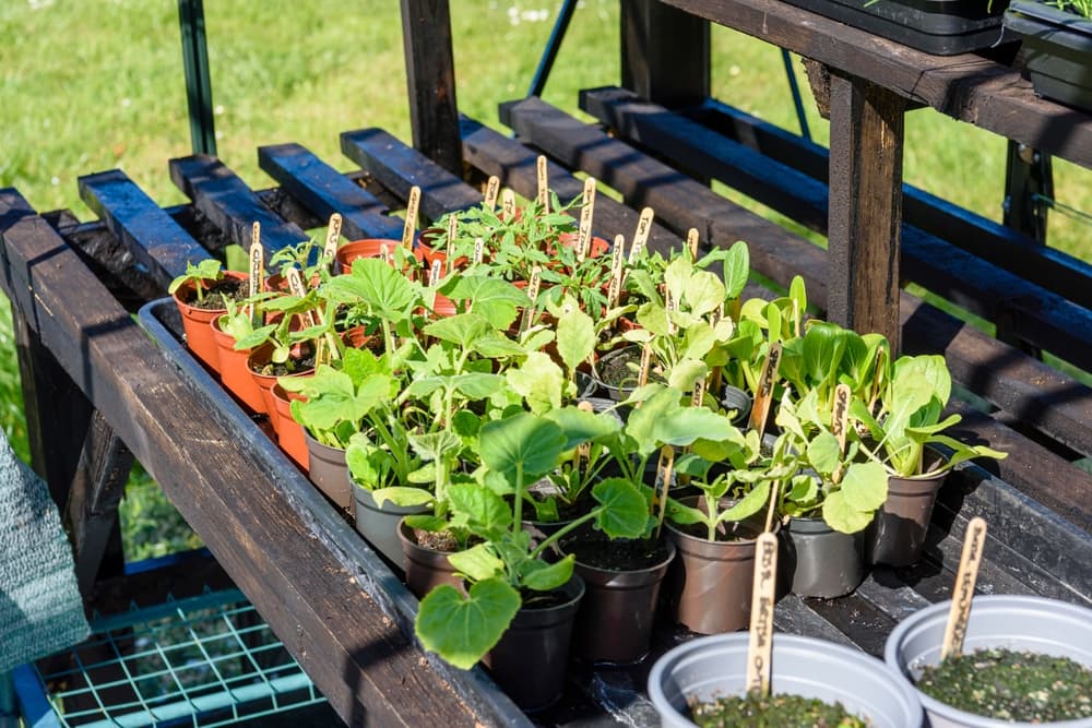 pots growing on a wooden bench with seedlings for tomatoes, basil, squash, cucumber and brussels sprouts