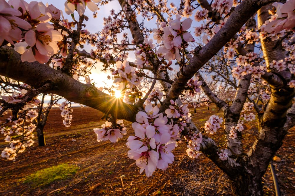 pink almond tree blossoms with sun setting in the background of a large field