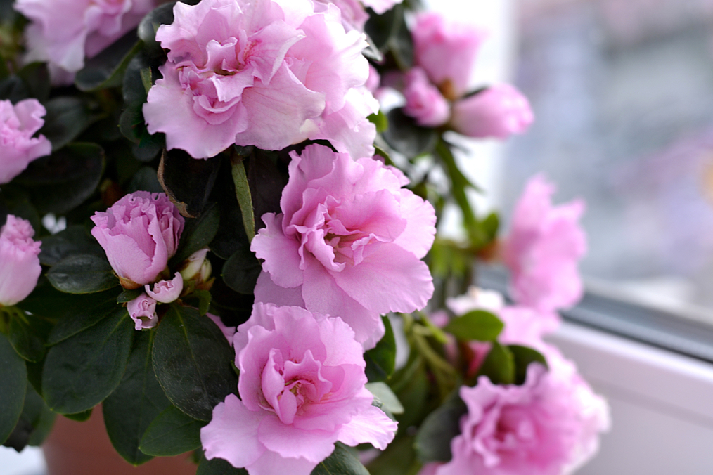 pink flowering potted azalea plant growing on a windowsill inside