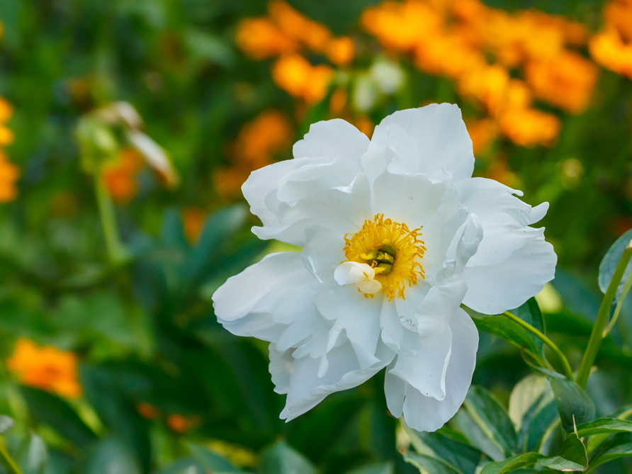 white Himalayan peony with a yellow centre growing outside with orange flowers in the background