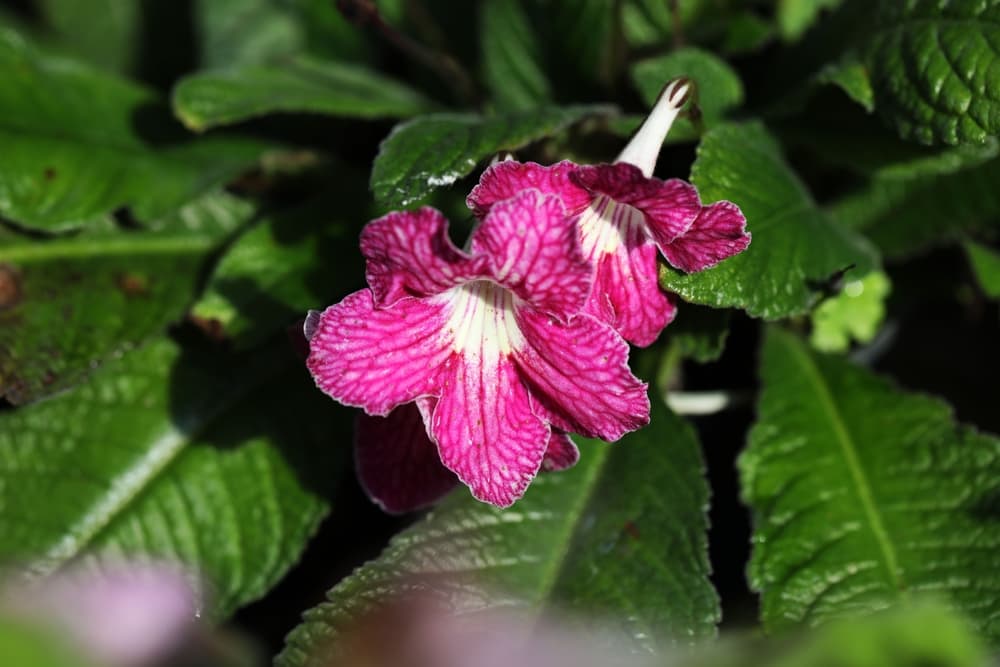 two pink flowers of cape primrose plant with dark green foliage