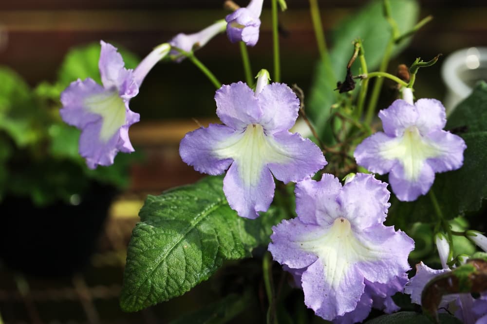 Streptocarpus flowers in lilac and white