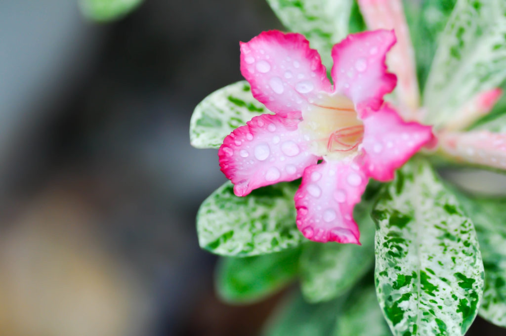 pink flowering azalea covered in water droplets that has been effected by leaf drop