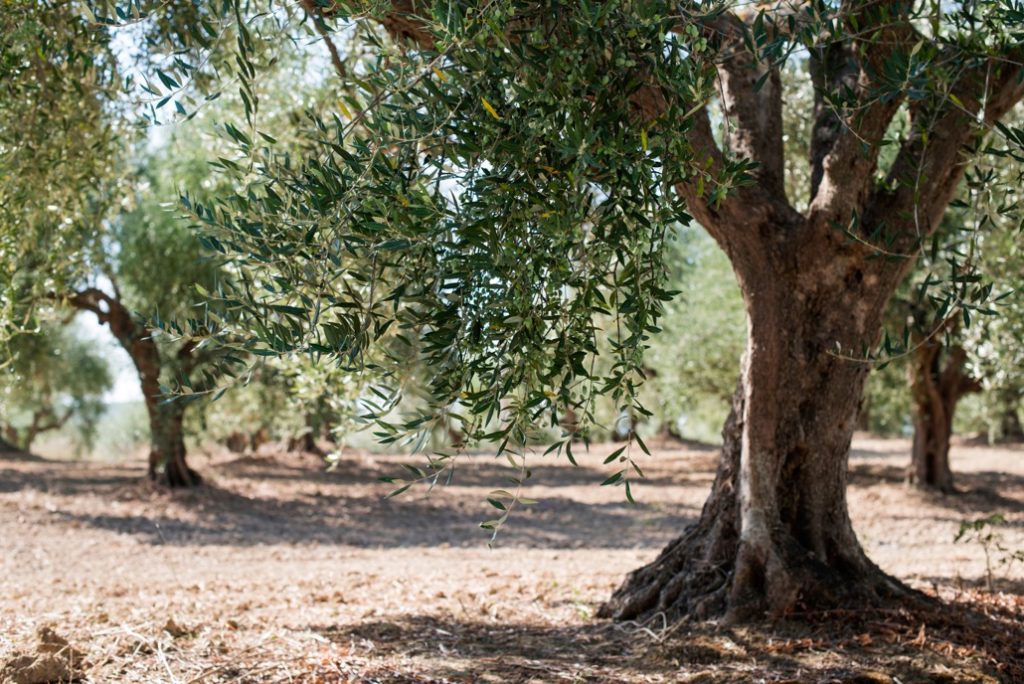 the trunk of an olive tree growing from soil outside around other trees, with its foliage drooping towards the floor