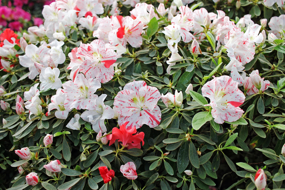 red and pink flowering azaleas with dark green foliage growing outdoors during the winter