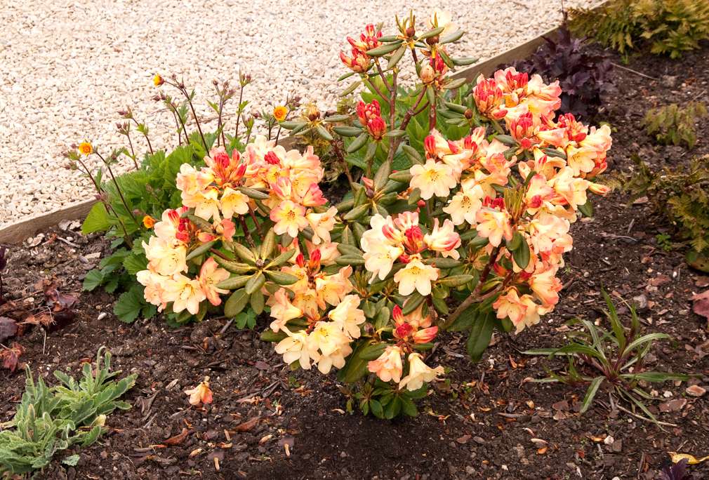 orange and red azalea shrub growing in a garden bed covered in mulch in front of a gravelled area