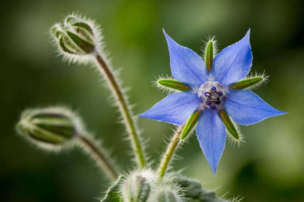 magnified view of the intricate appearance of a blue borage flower